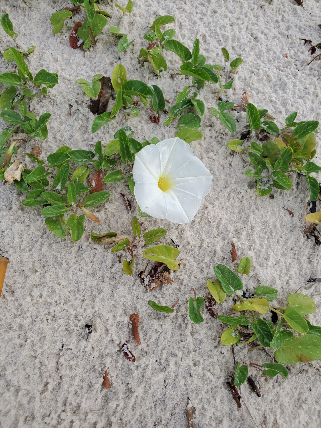 Beach flower