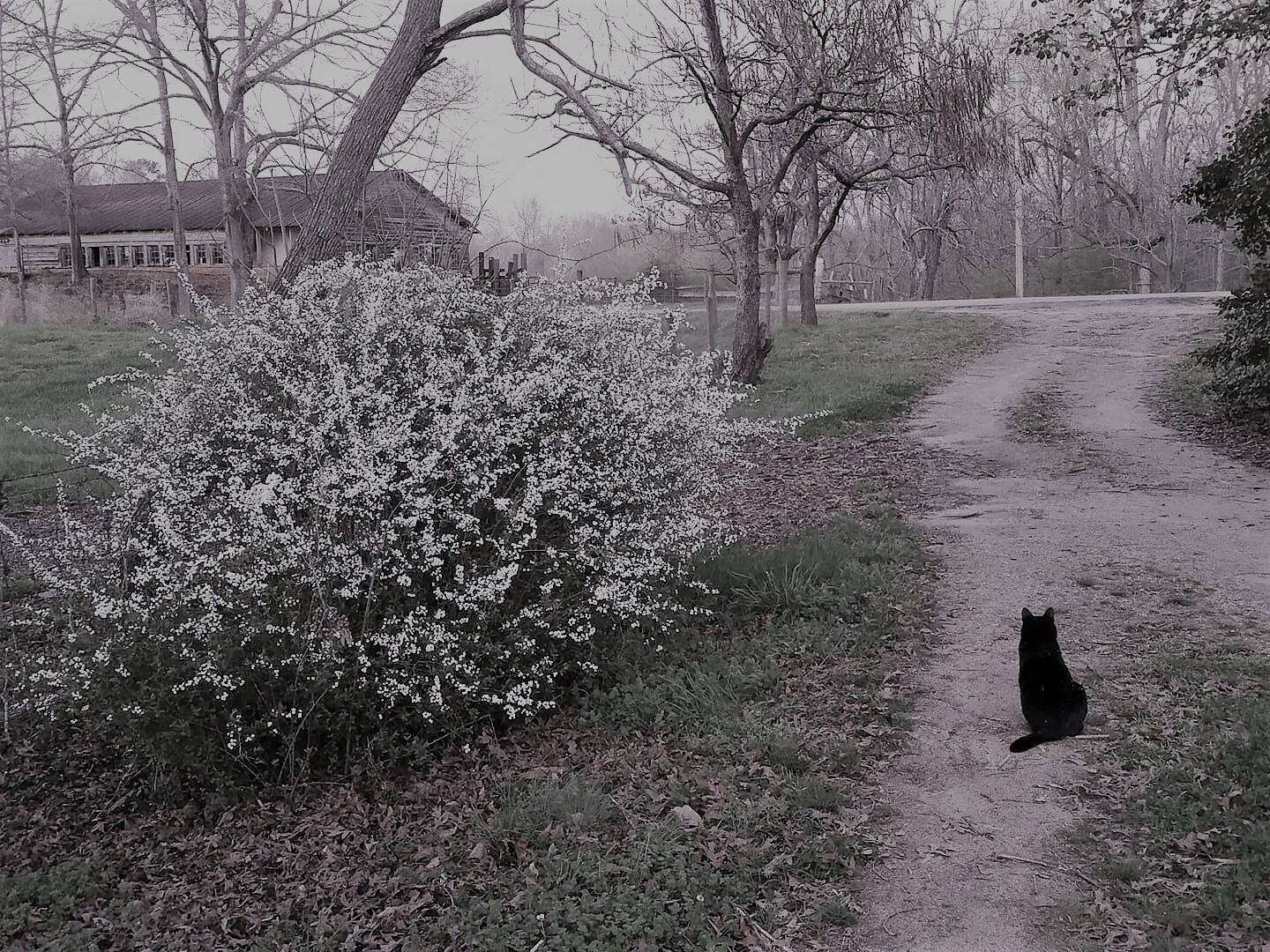 Black Cat saying hello to spring