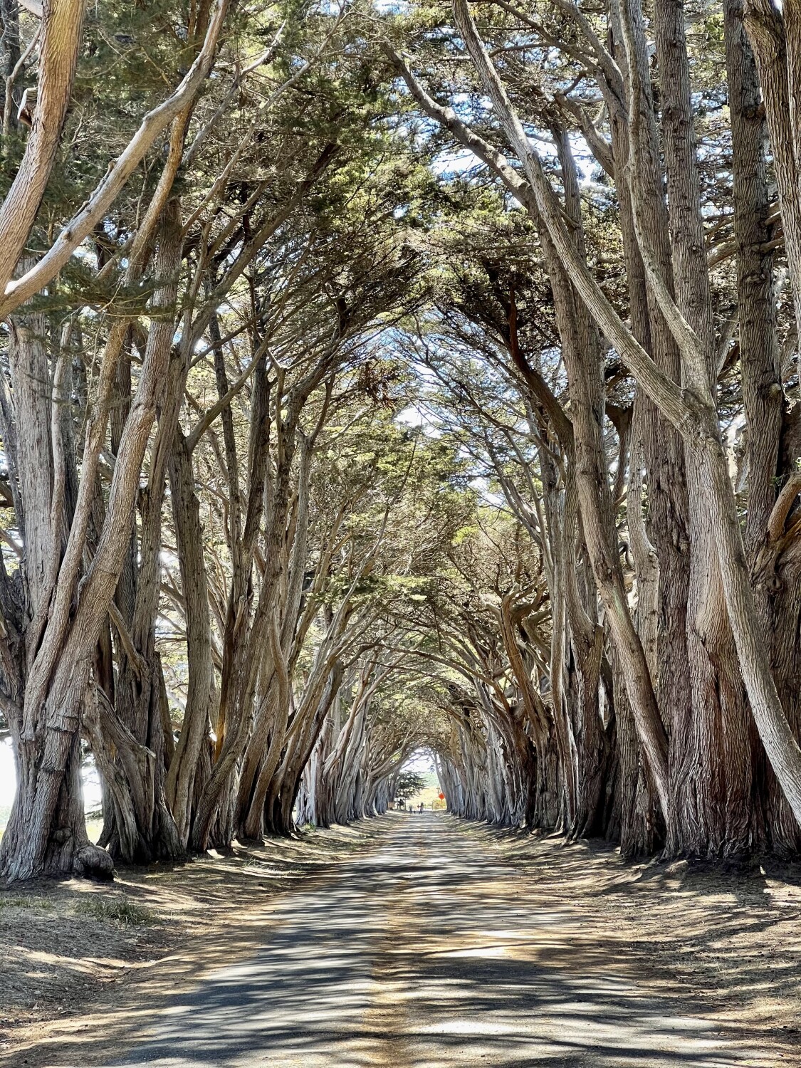 Cypress Tree Tunnel