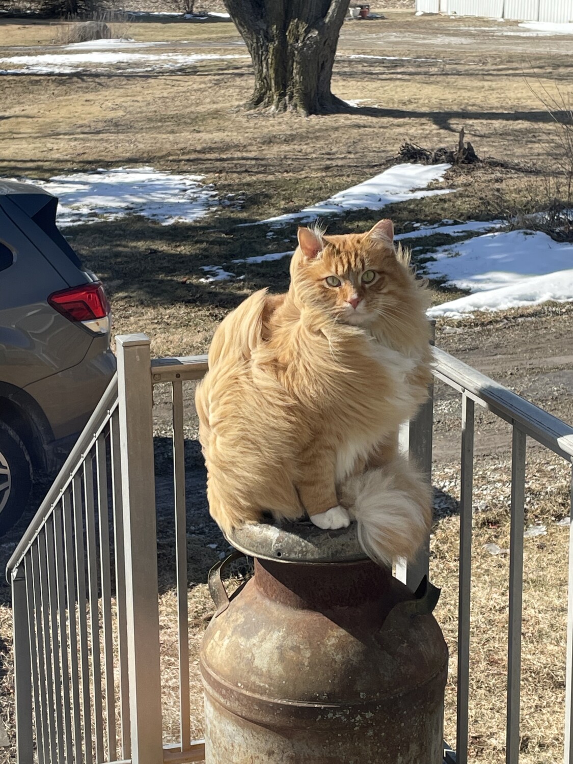 Butterscotch