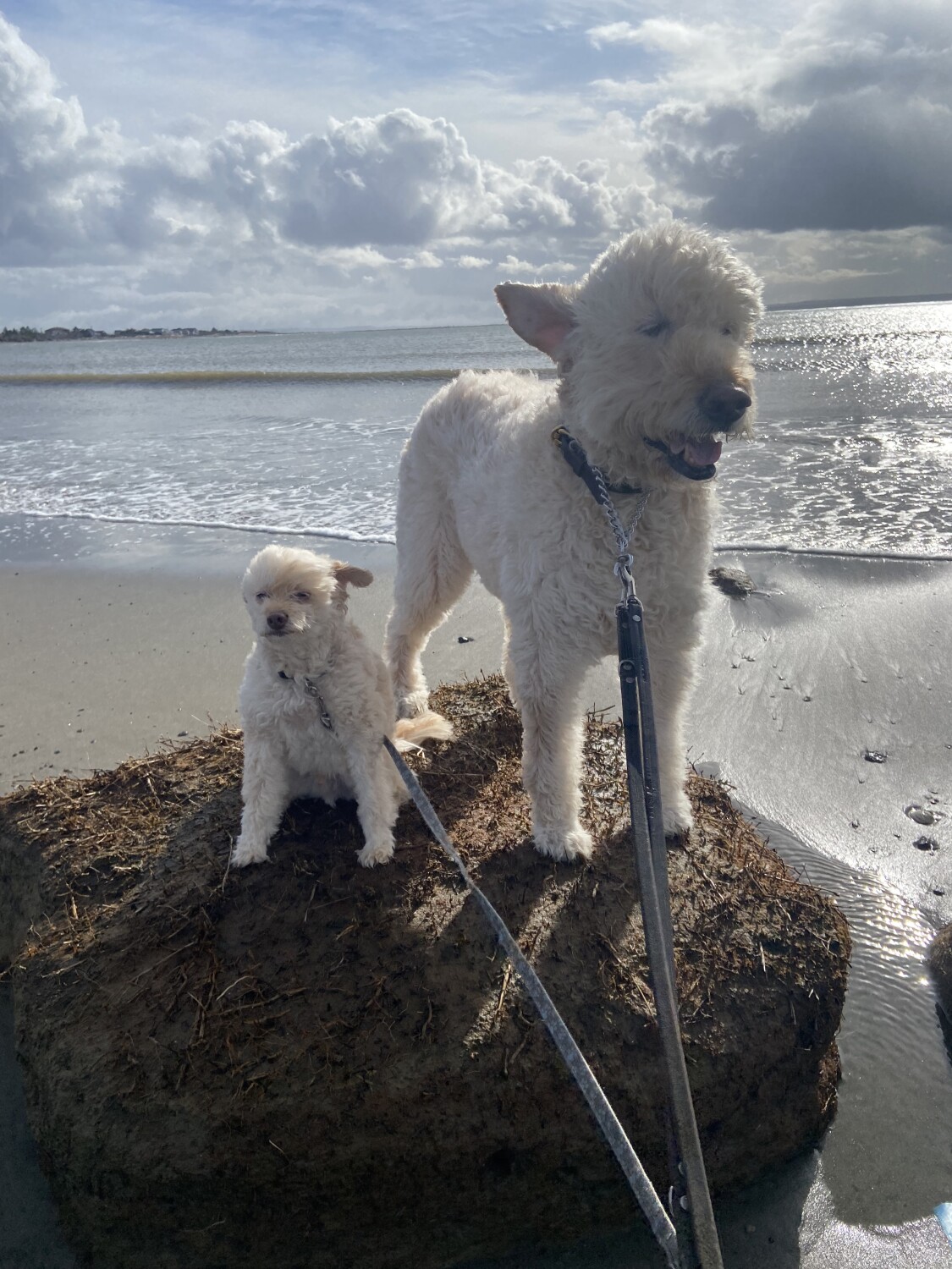 “Run to the Beach”