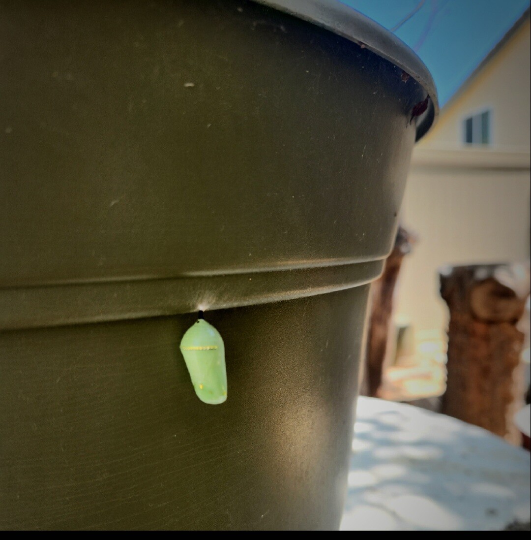 Garden life for your eyes only