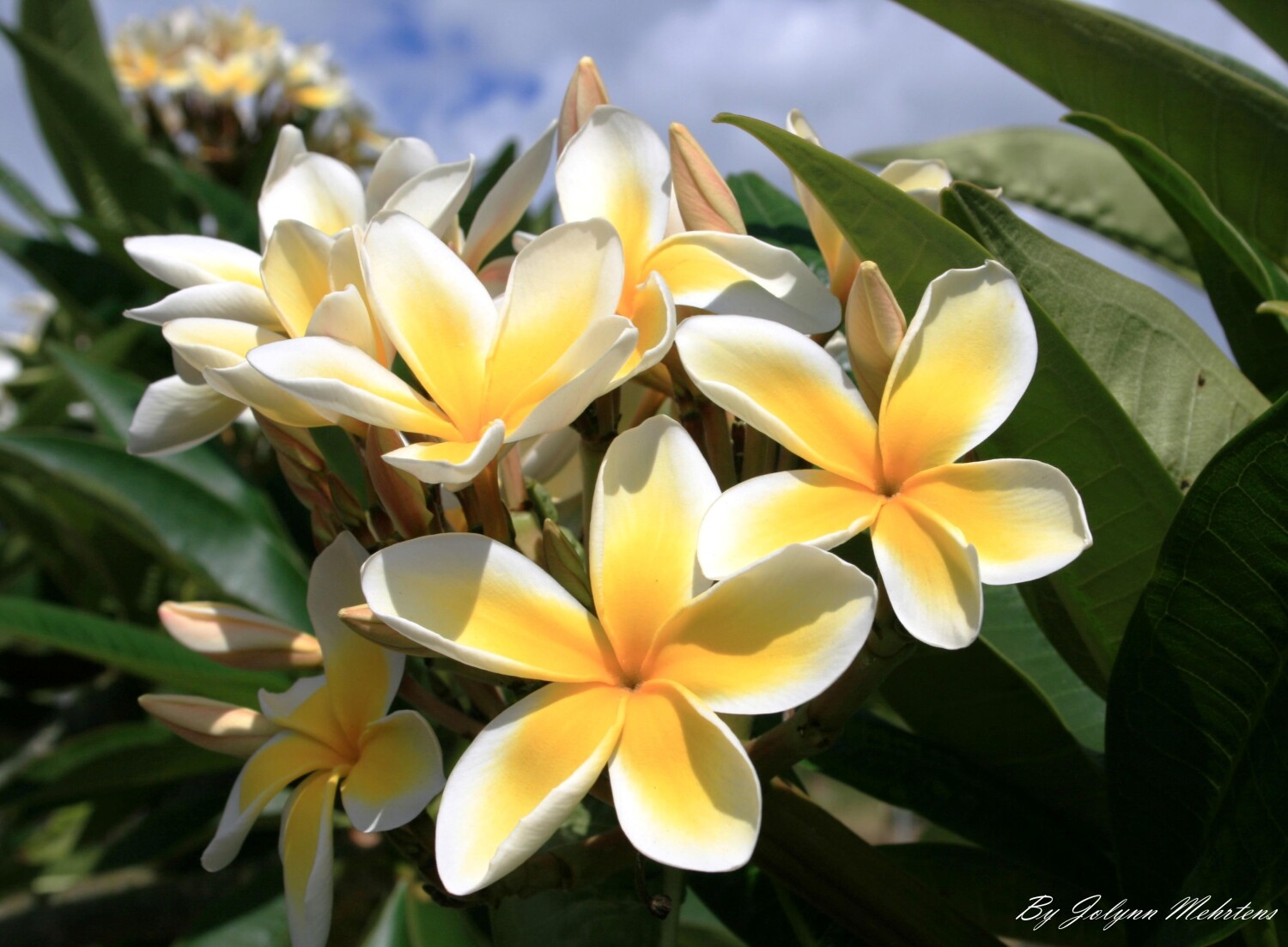Plumeria