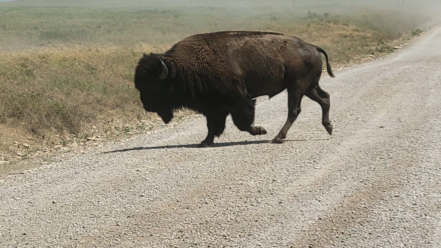 Bison crossing