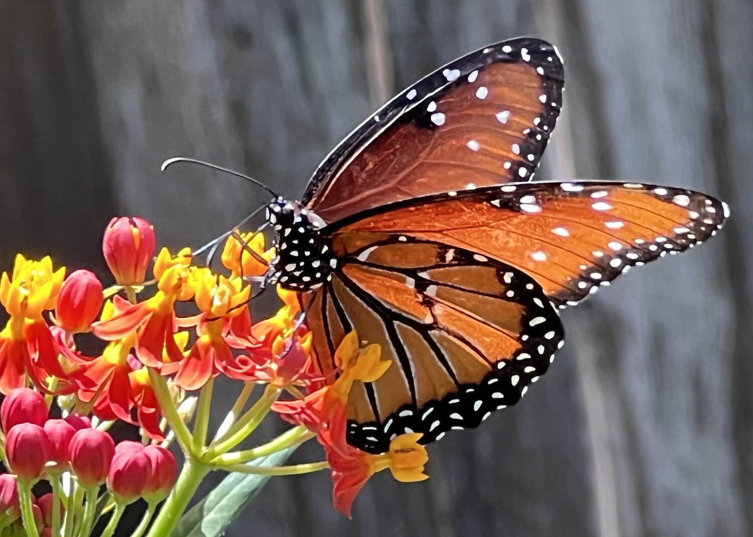 Queen Butterfly drinks nectar