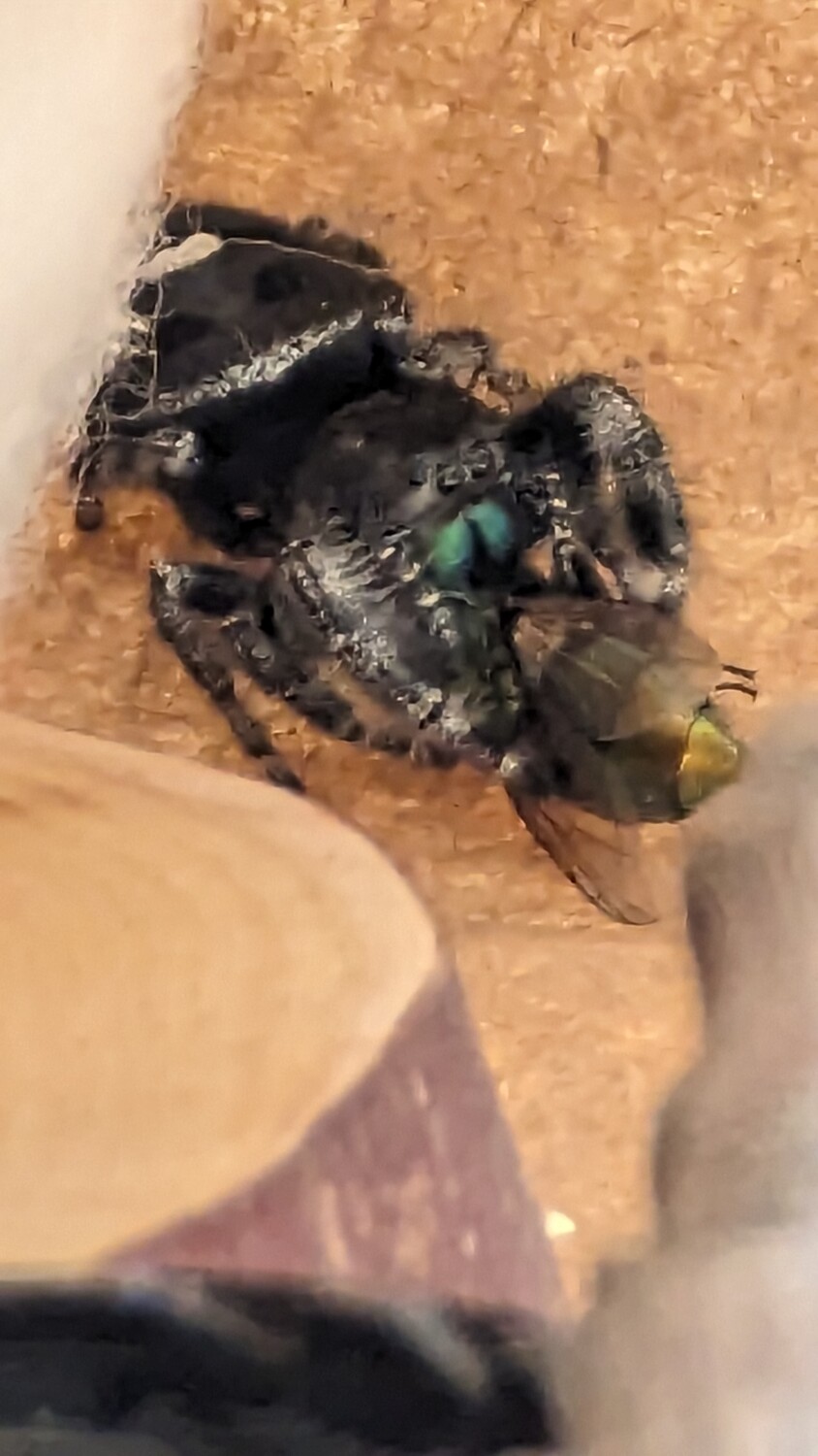 Bold Jumping Spider - garden friend