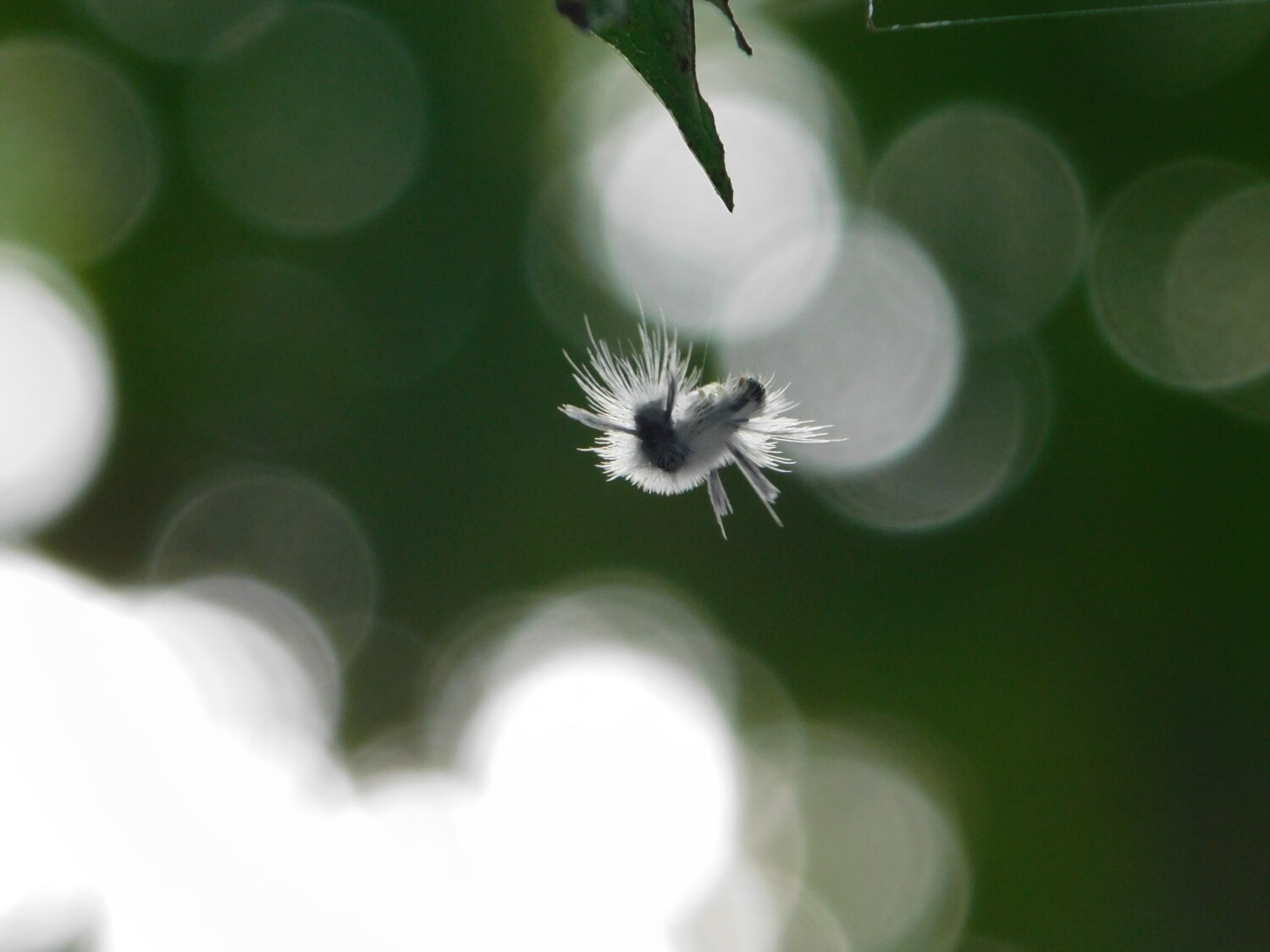 A climbing Hickory Tussock Moth