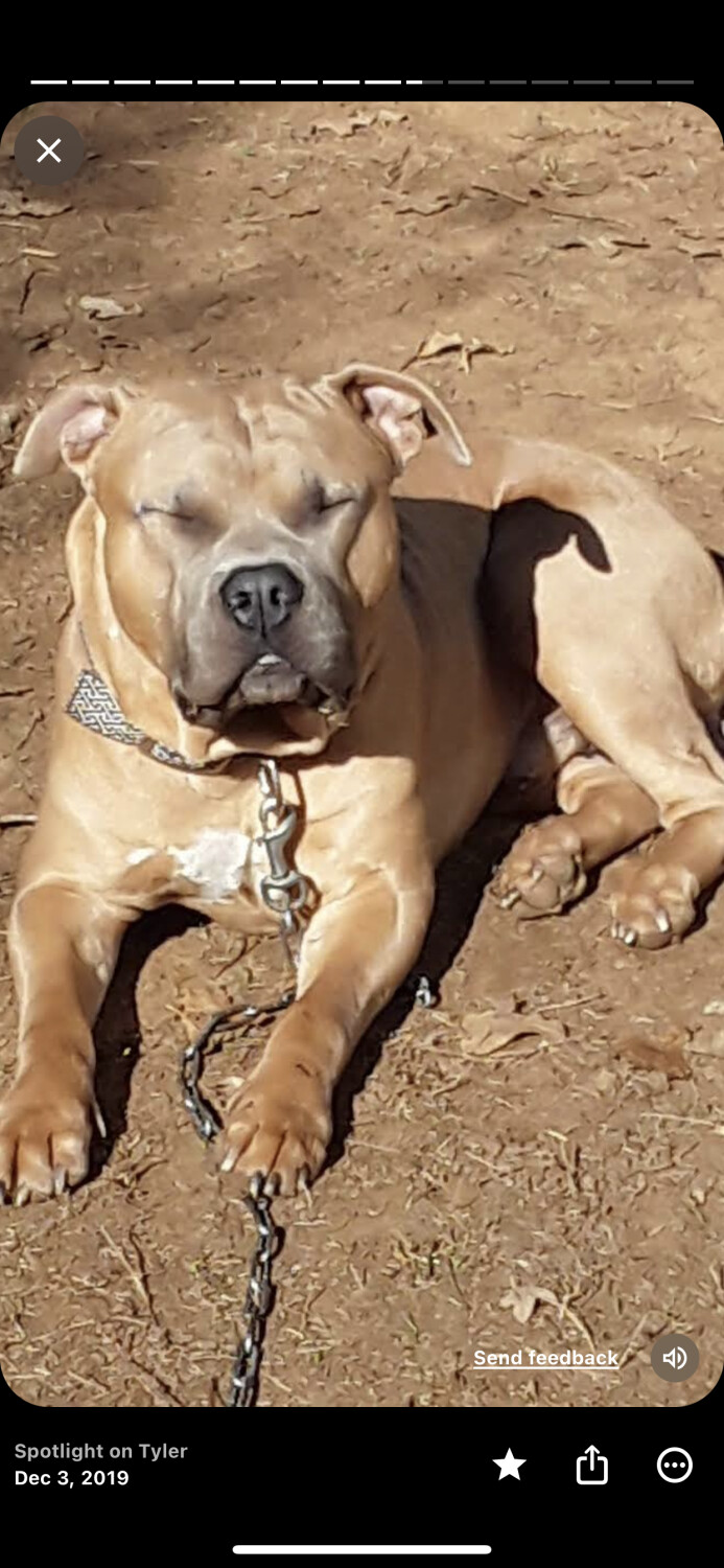 Tank enjoying the sun