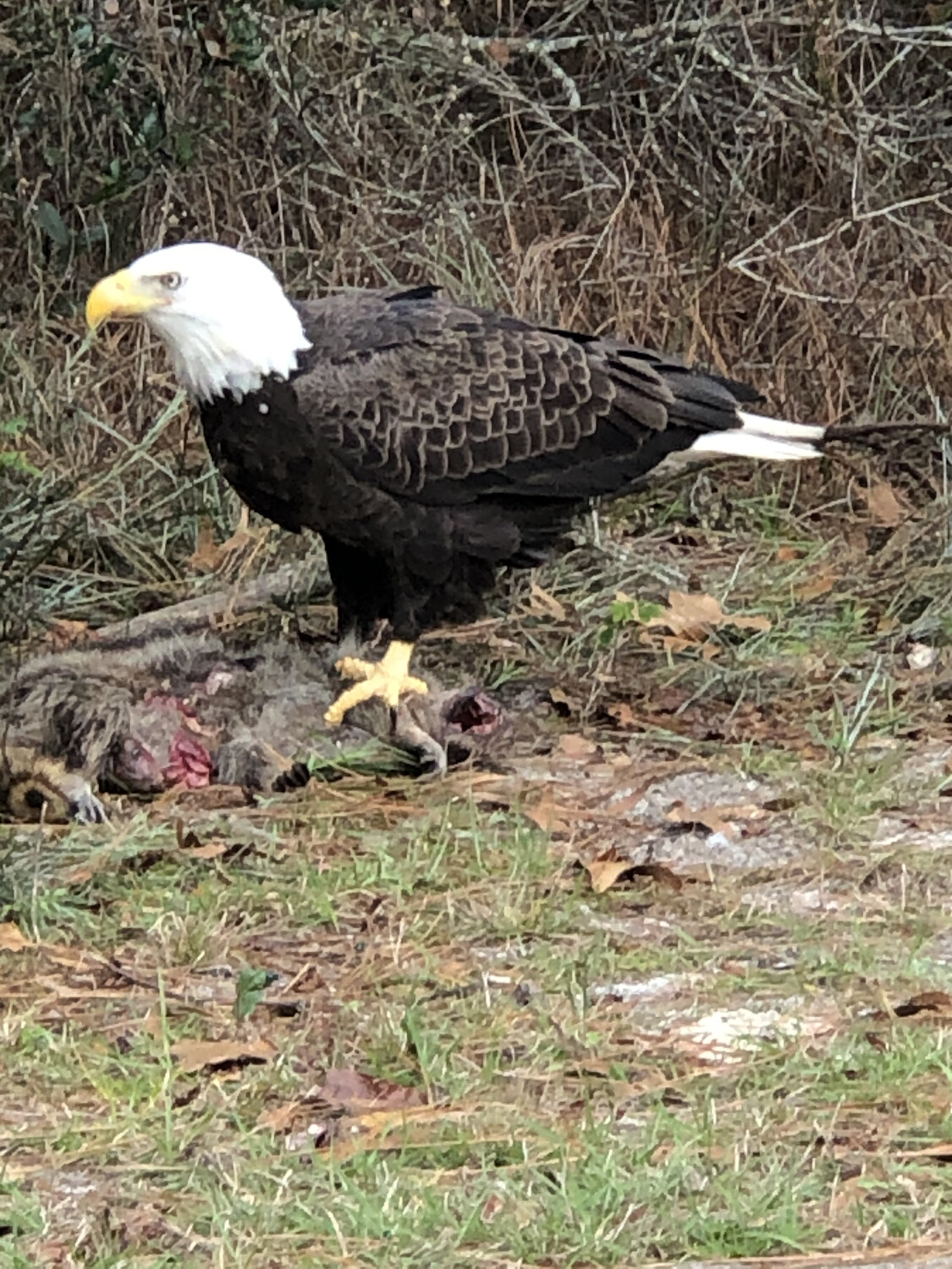Majestic Eagle's Snacking