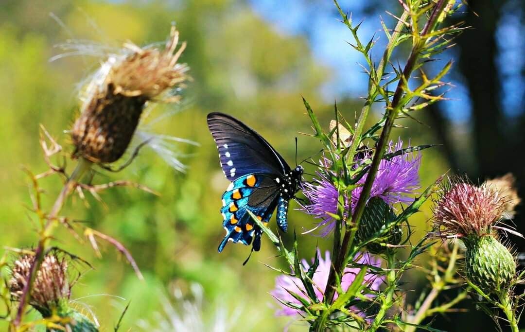 Butterfly days of Summer