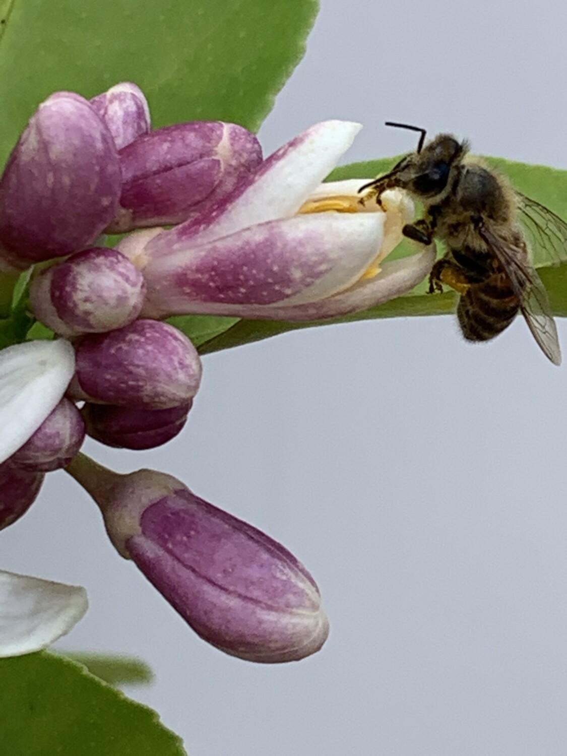 Bee pollinating