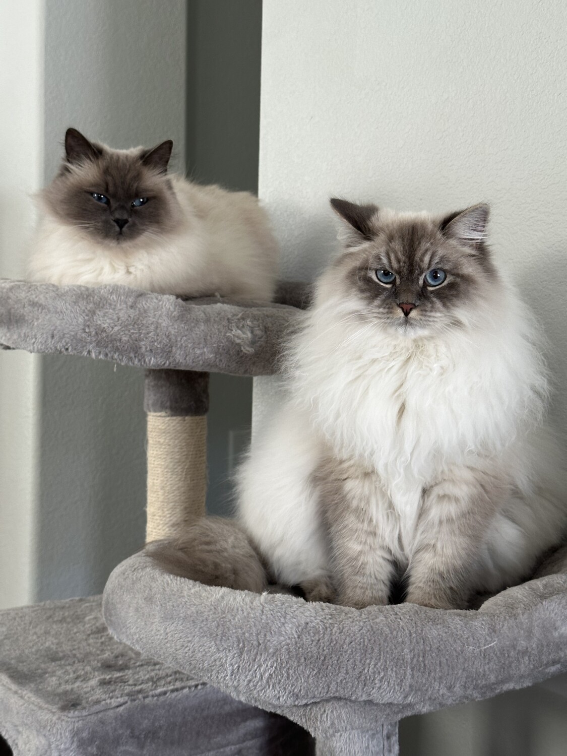 Why so serious Miss Marsie and Cheeto?