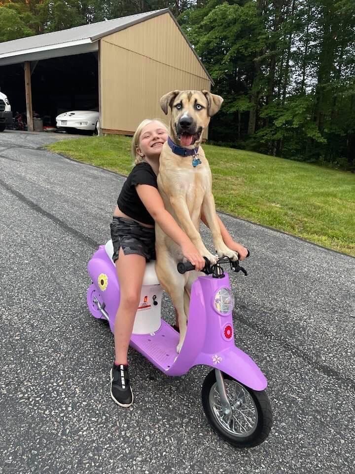 Even Dogs Drive Scooters in America