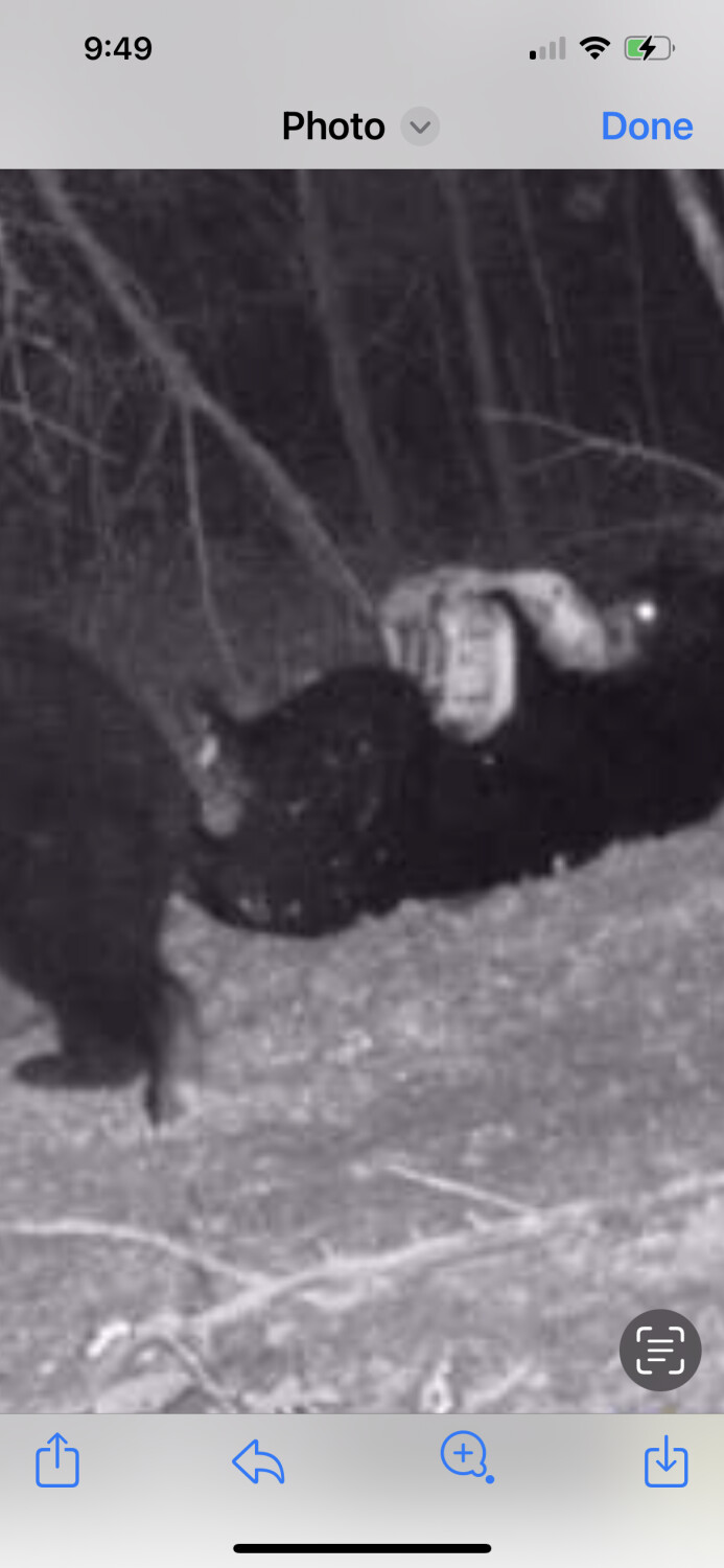 Bear with left backpack