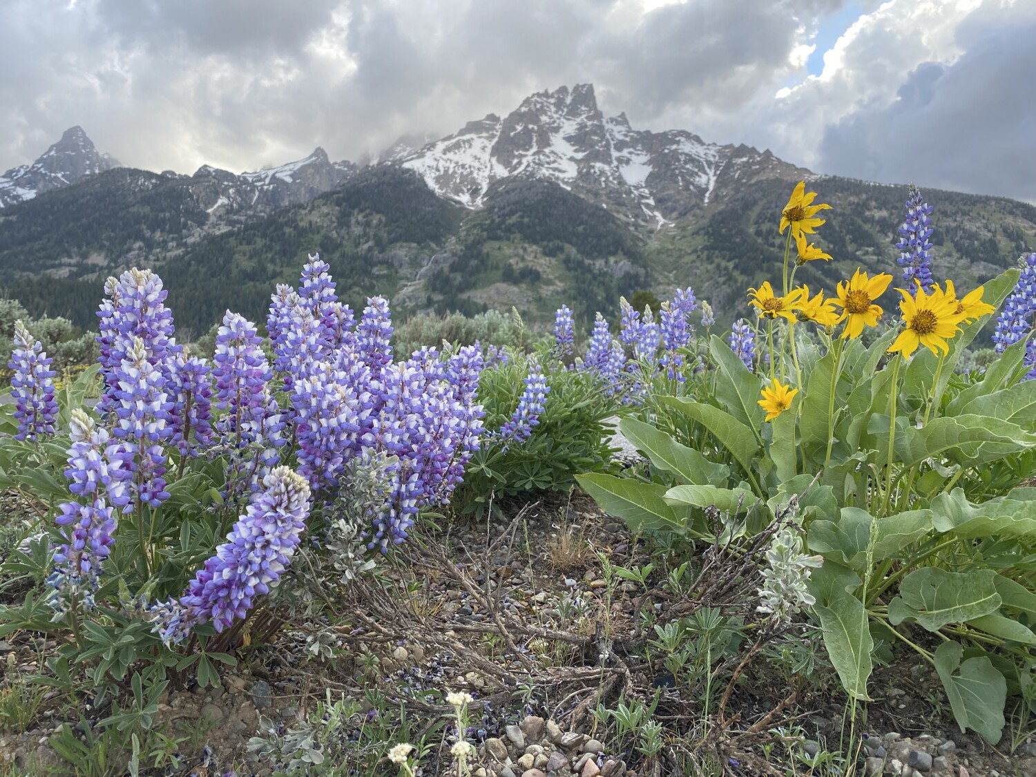 Grand Teton