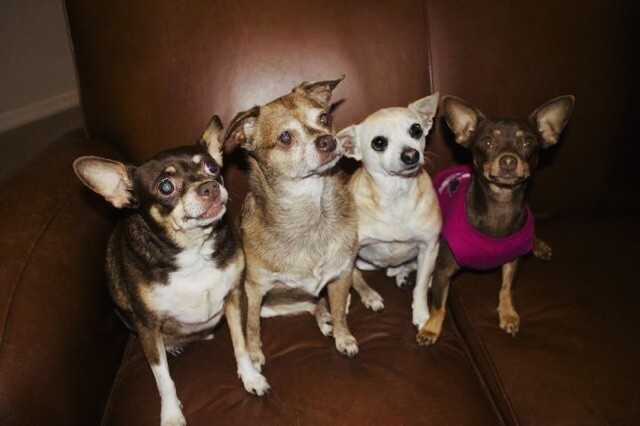 Chochie,Rosita,nacho,Chika