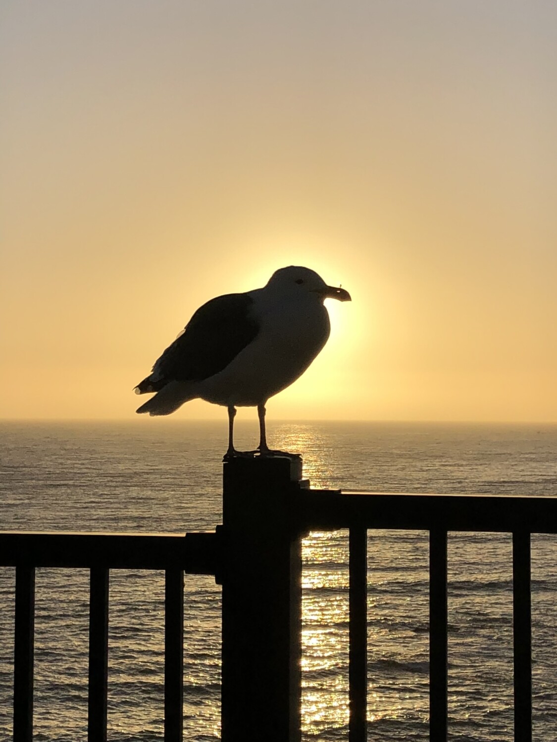 Bird at Sunset