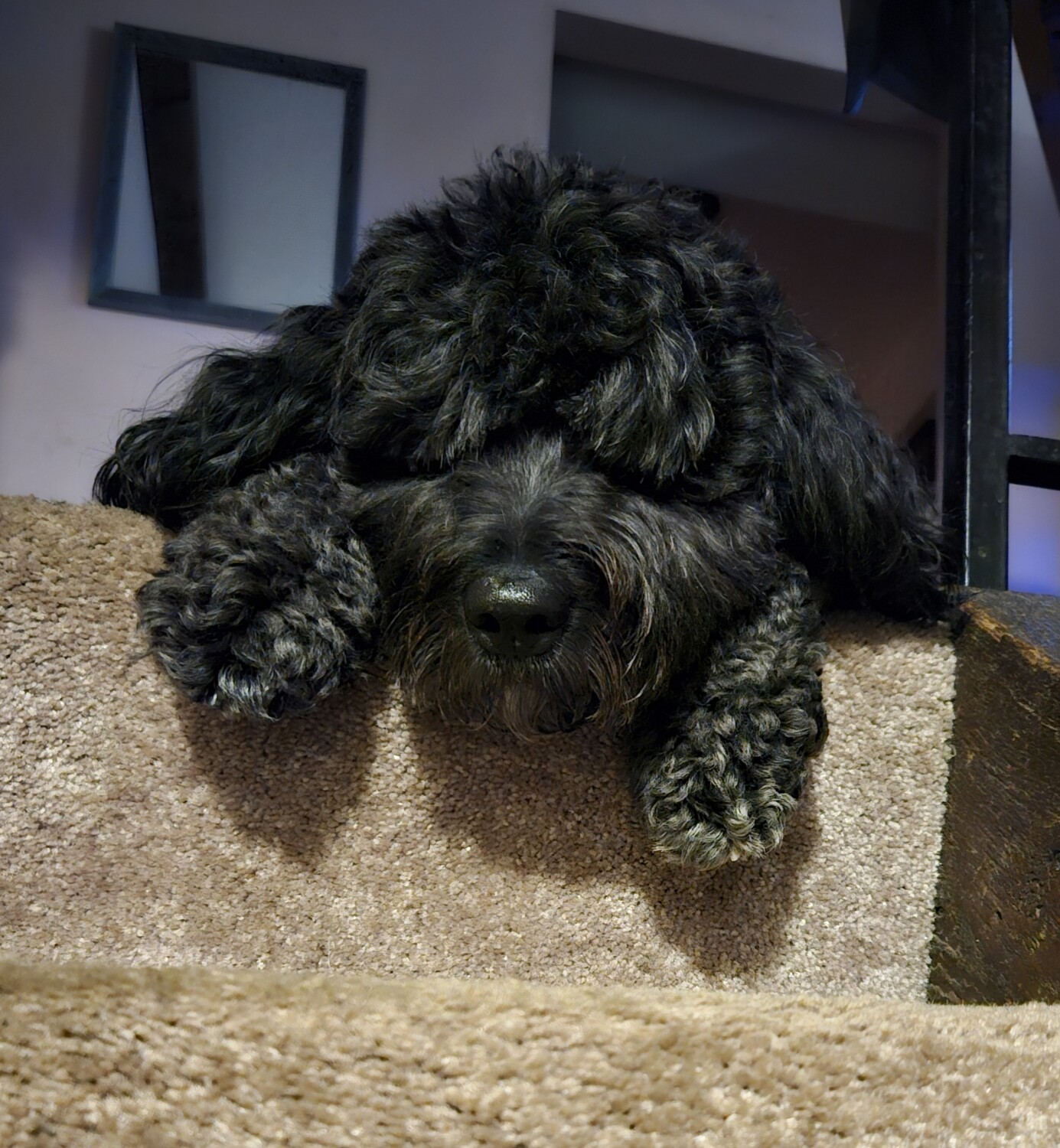 Tipper the Springerdoodle