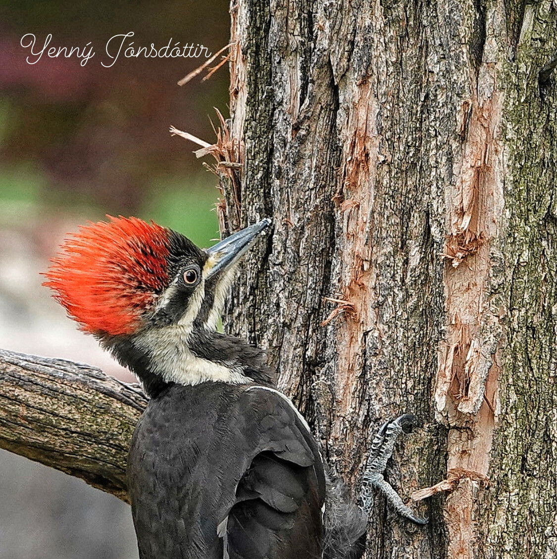 Pileated Woodpecker