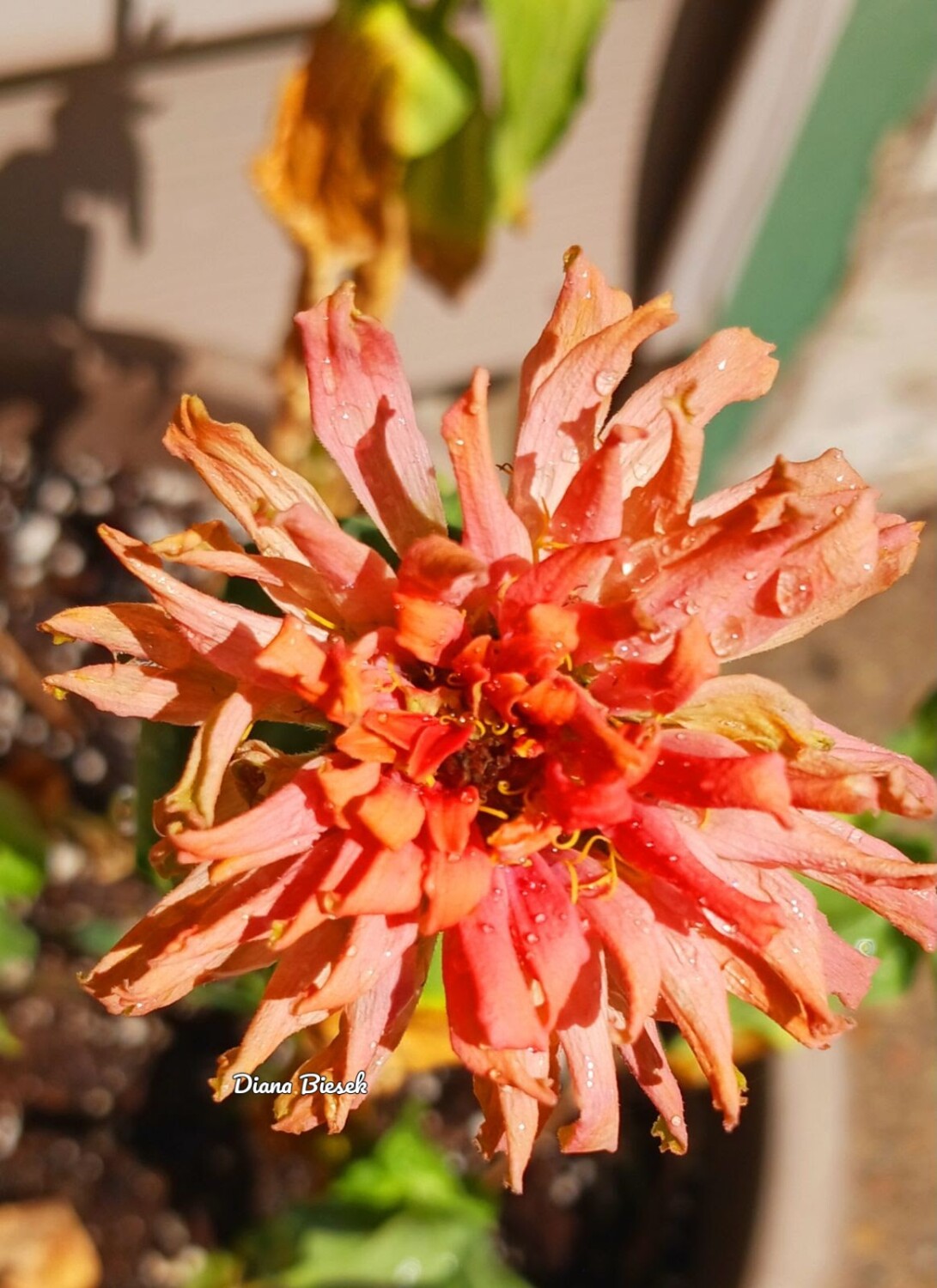 A hint of rain drops