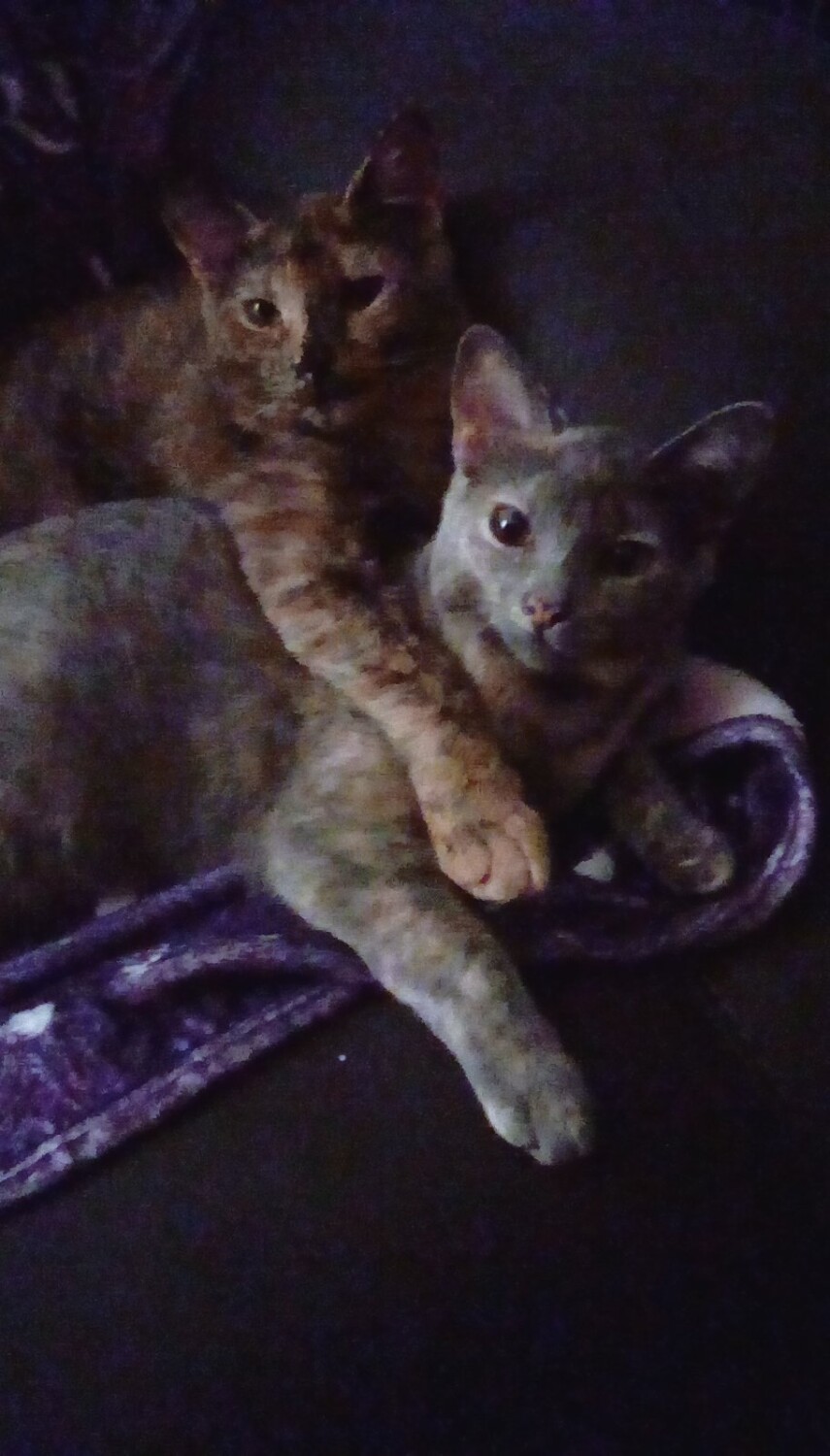 Penelope on top and Patsy on the bottom