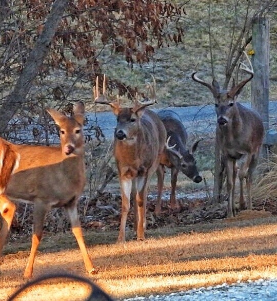 Wildlife in our yard