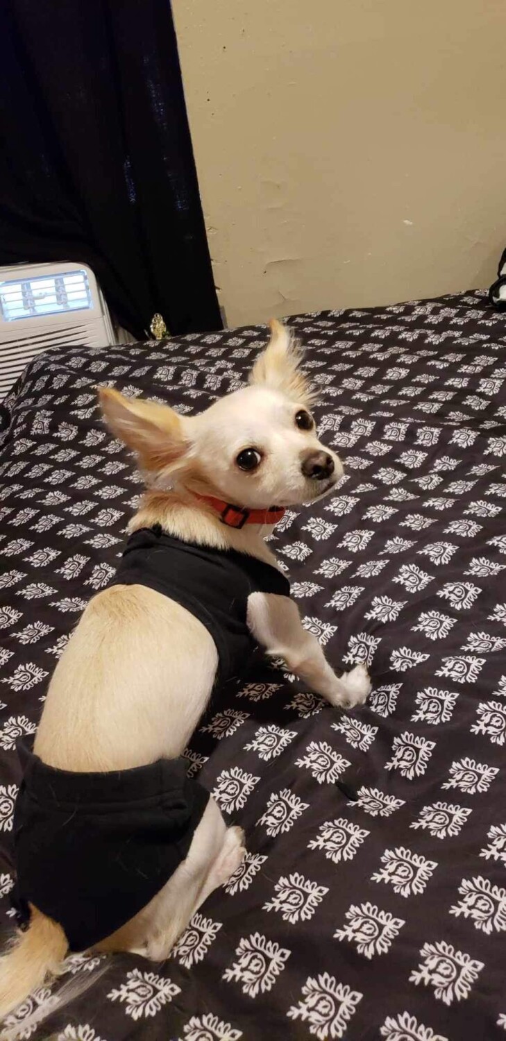 Ginger is ready for the beach