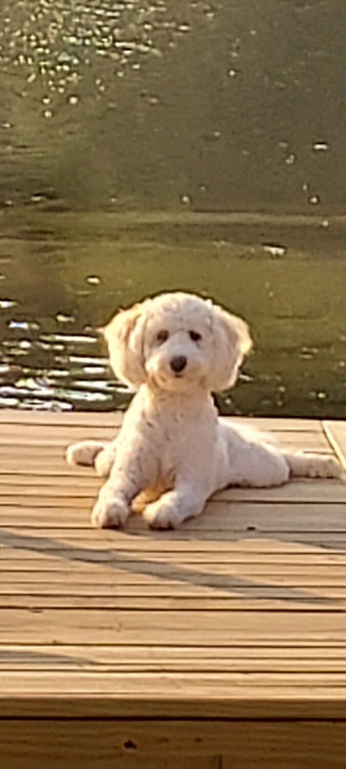 Jilly on the dock