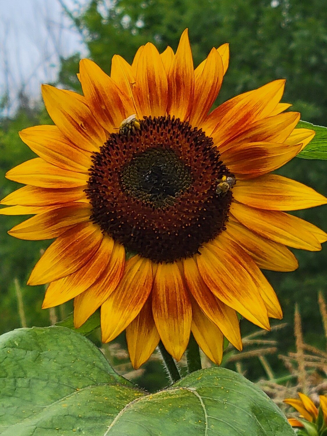 Standing tall and proud