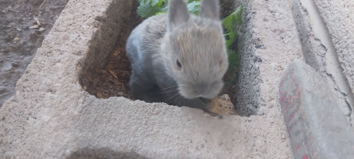 Pea nut butter the baby rabbit