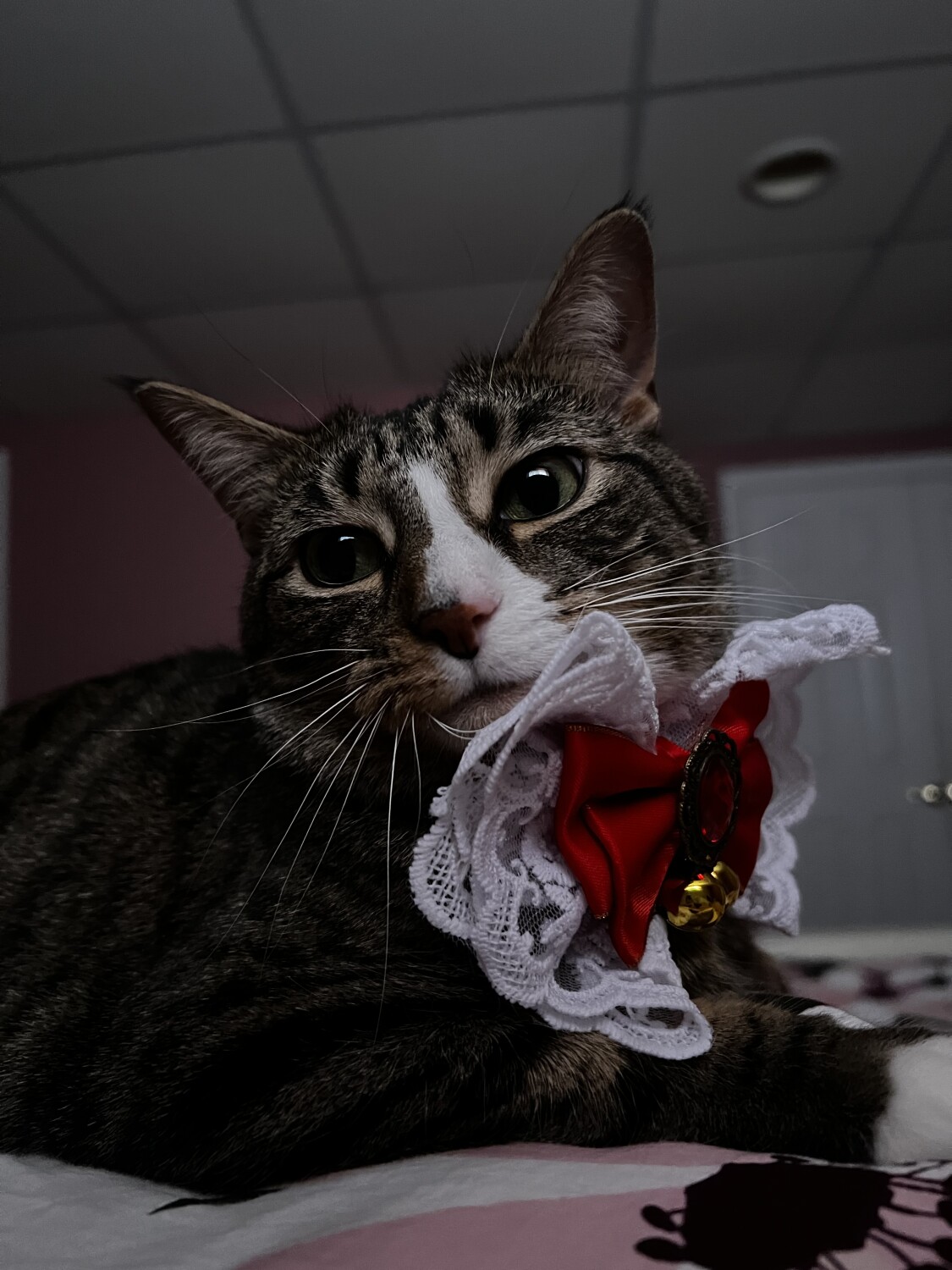 Hope barrington loves her collars.