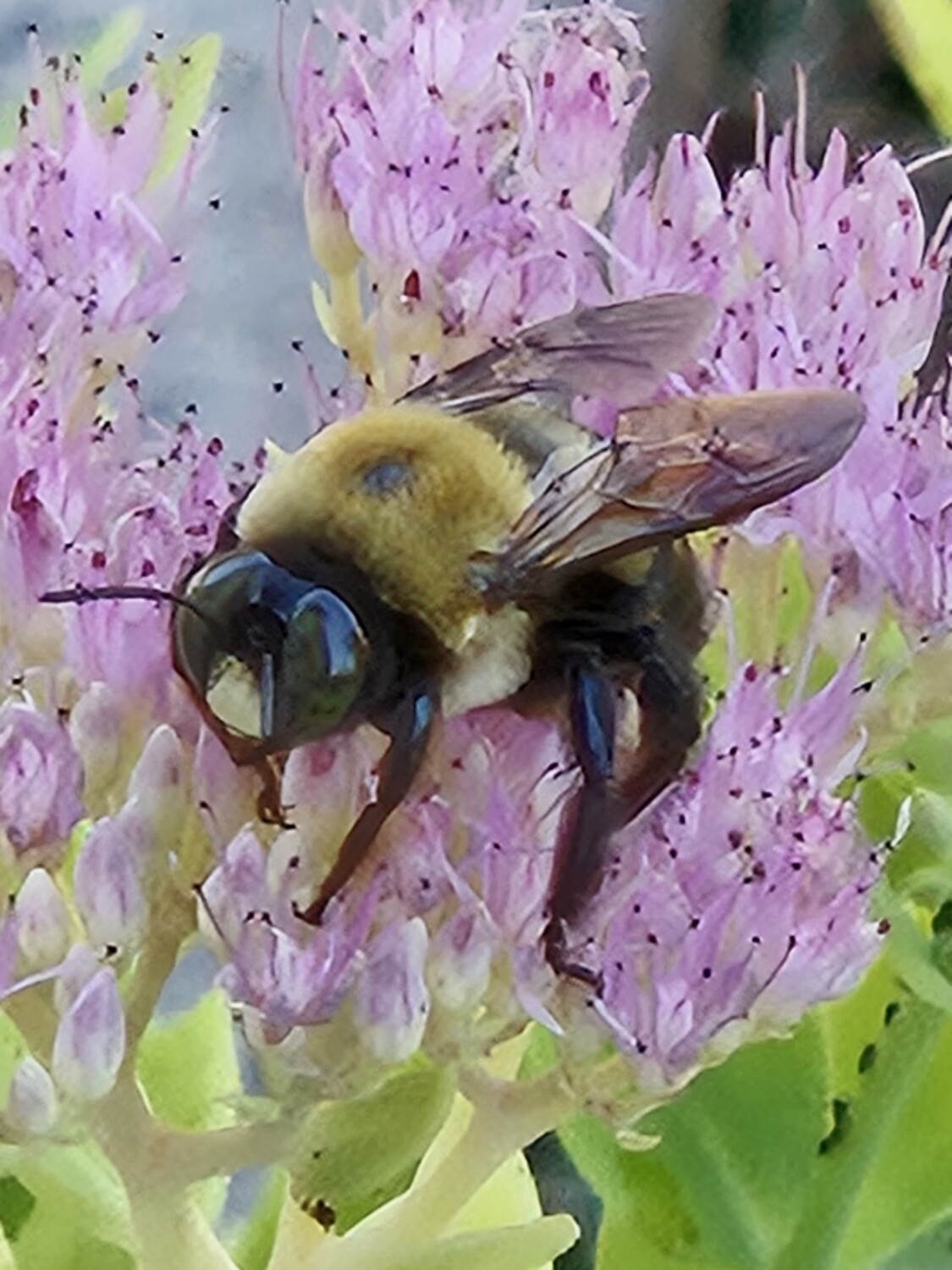 Bee on a flower