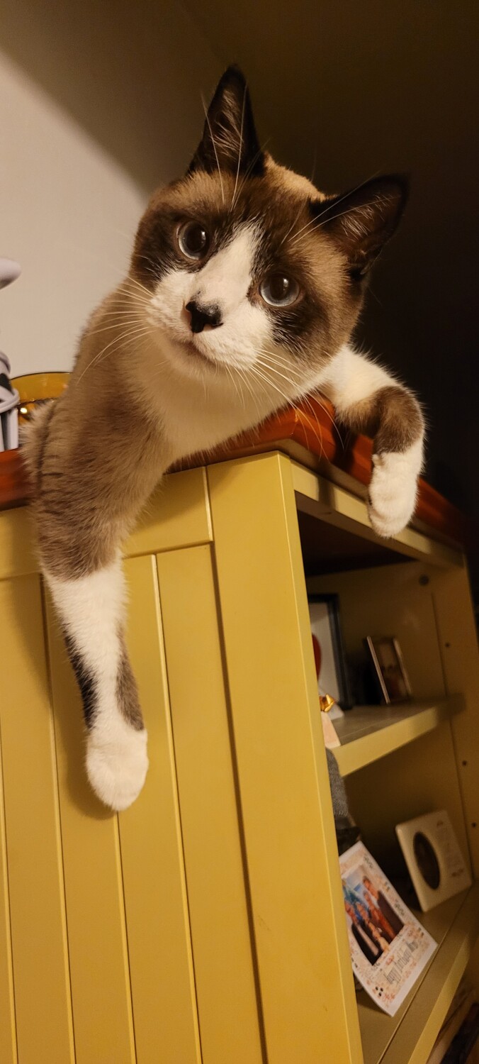 Ollie wondering why.