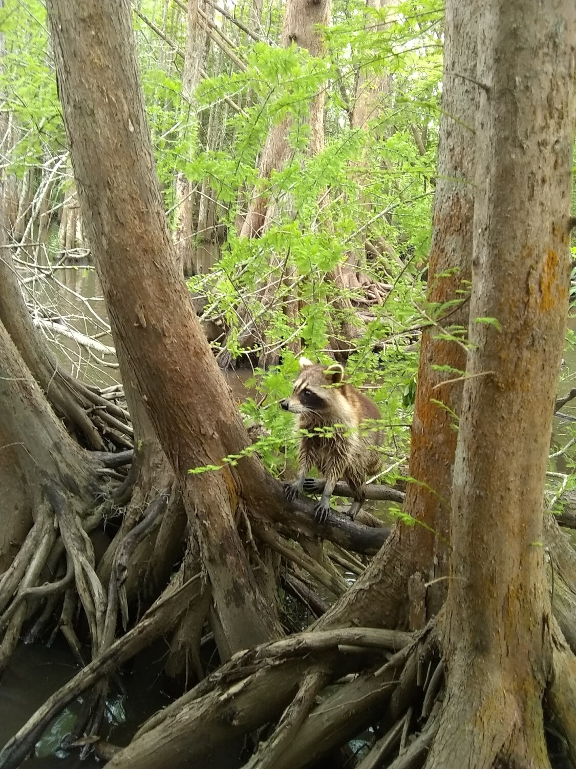 Mississippi raccoon
