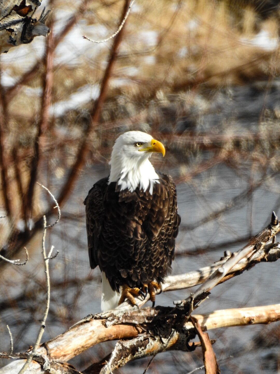 The Great American Bald Eagle