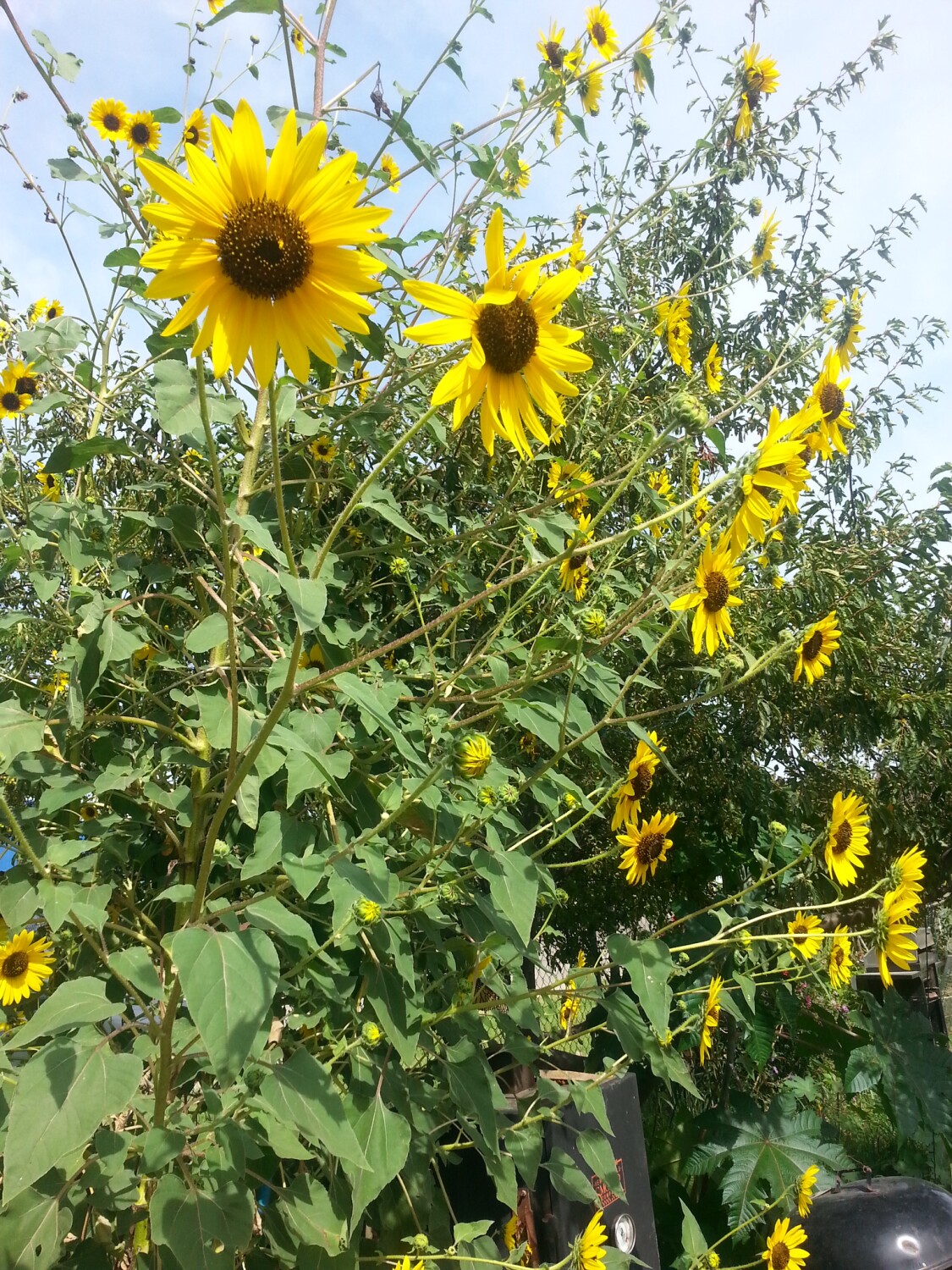Sunflowers