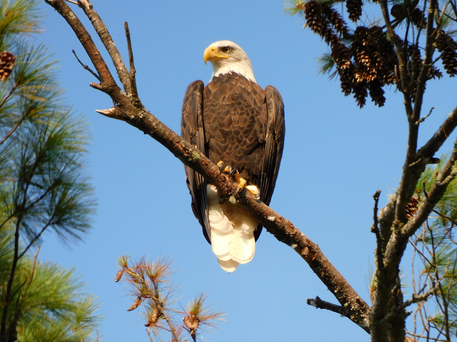 here’s watching you!