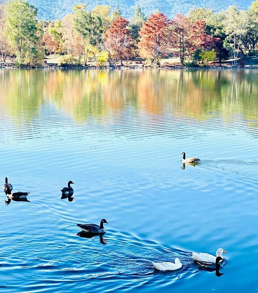 Fall Beauty of Vasona lake
