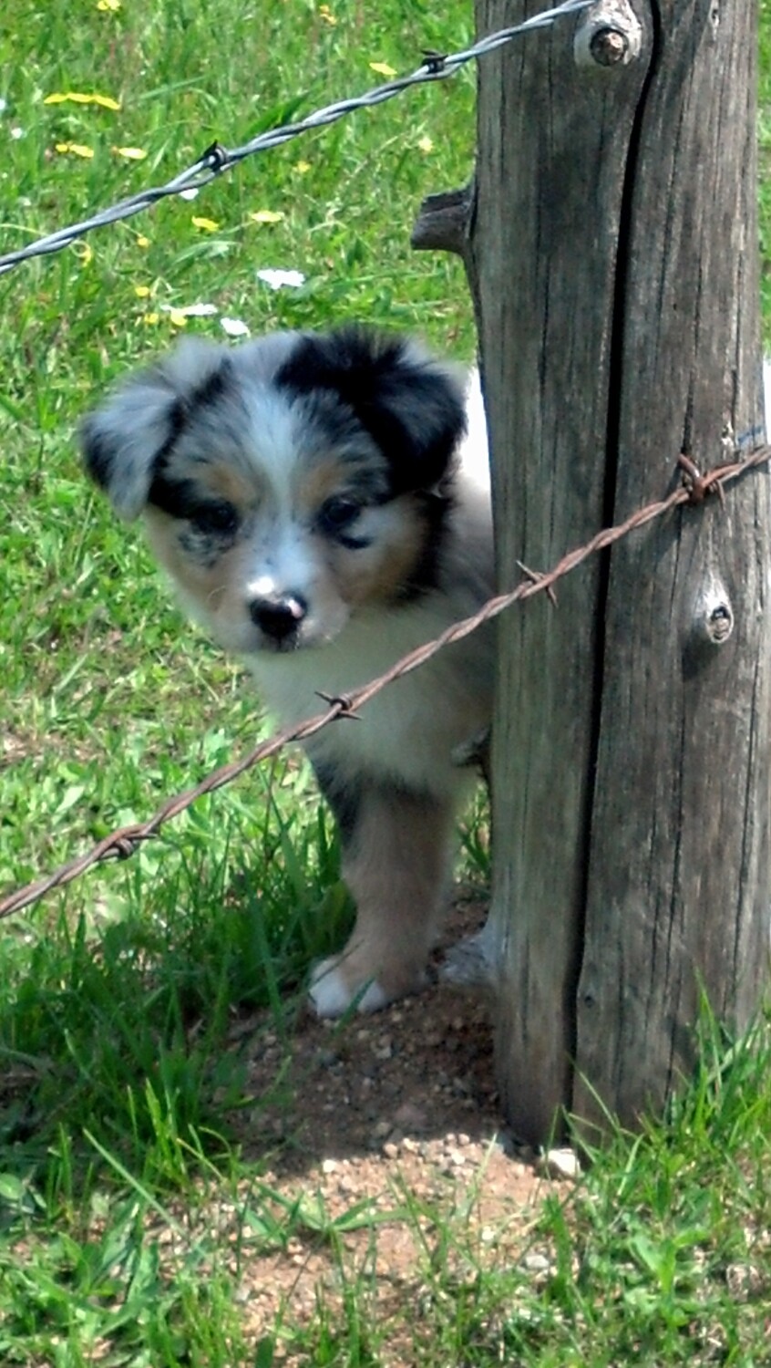 Newest helper on Elmwood Ranch
