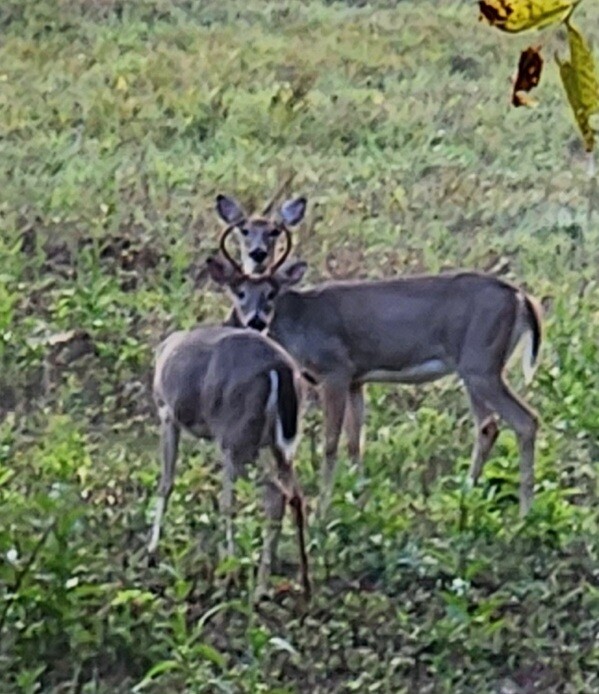 Just a buck and his doe