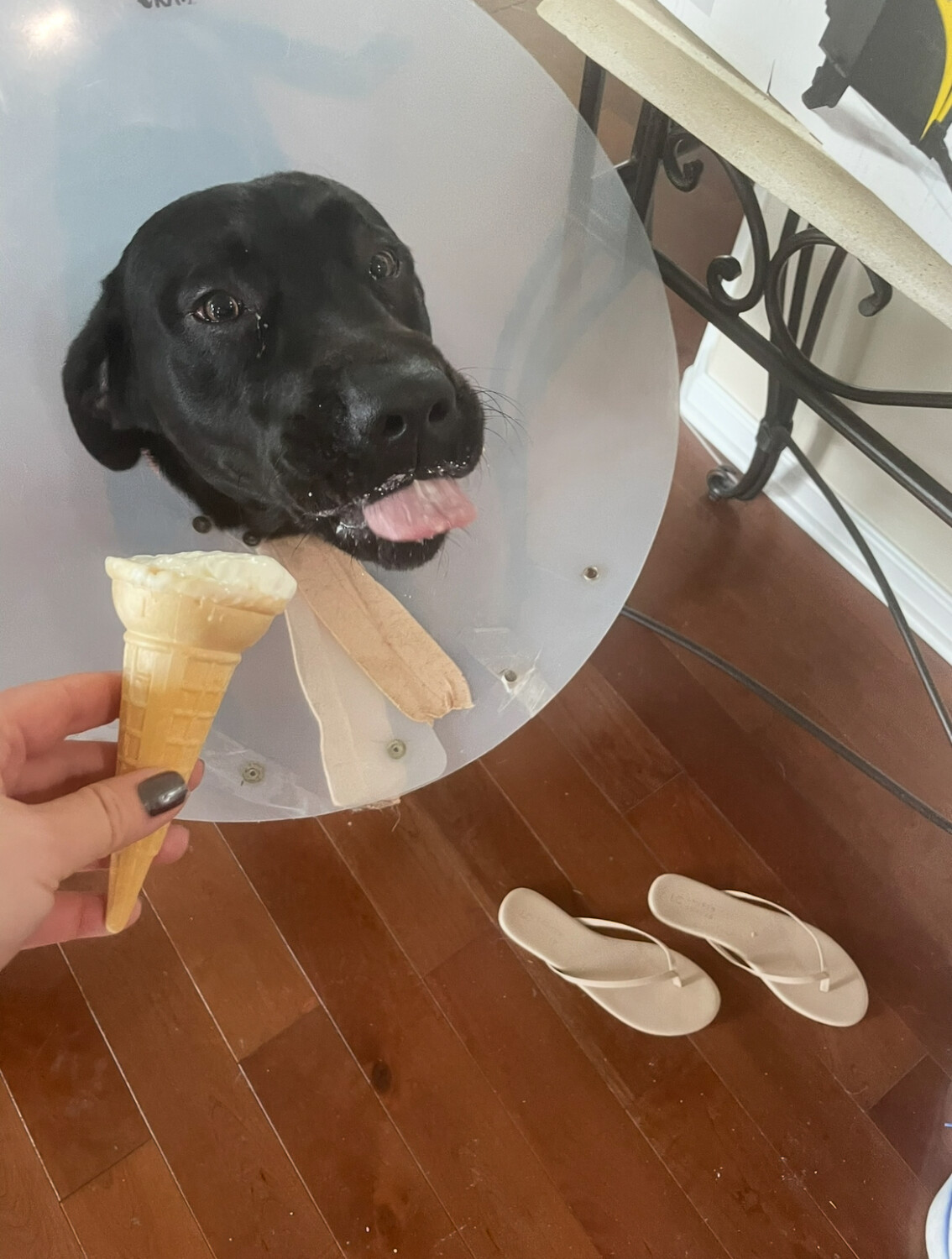 Jax’s Cone-of-Shame and an Ice Cream Mustache