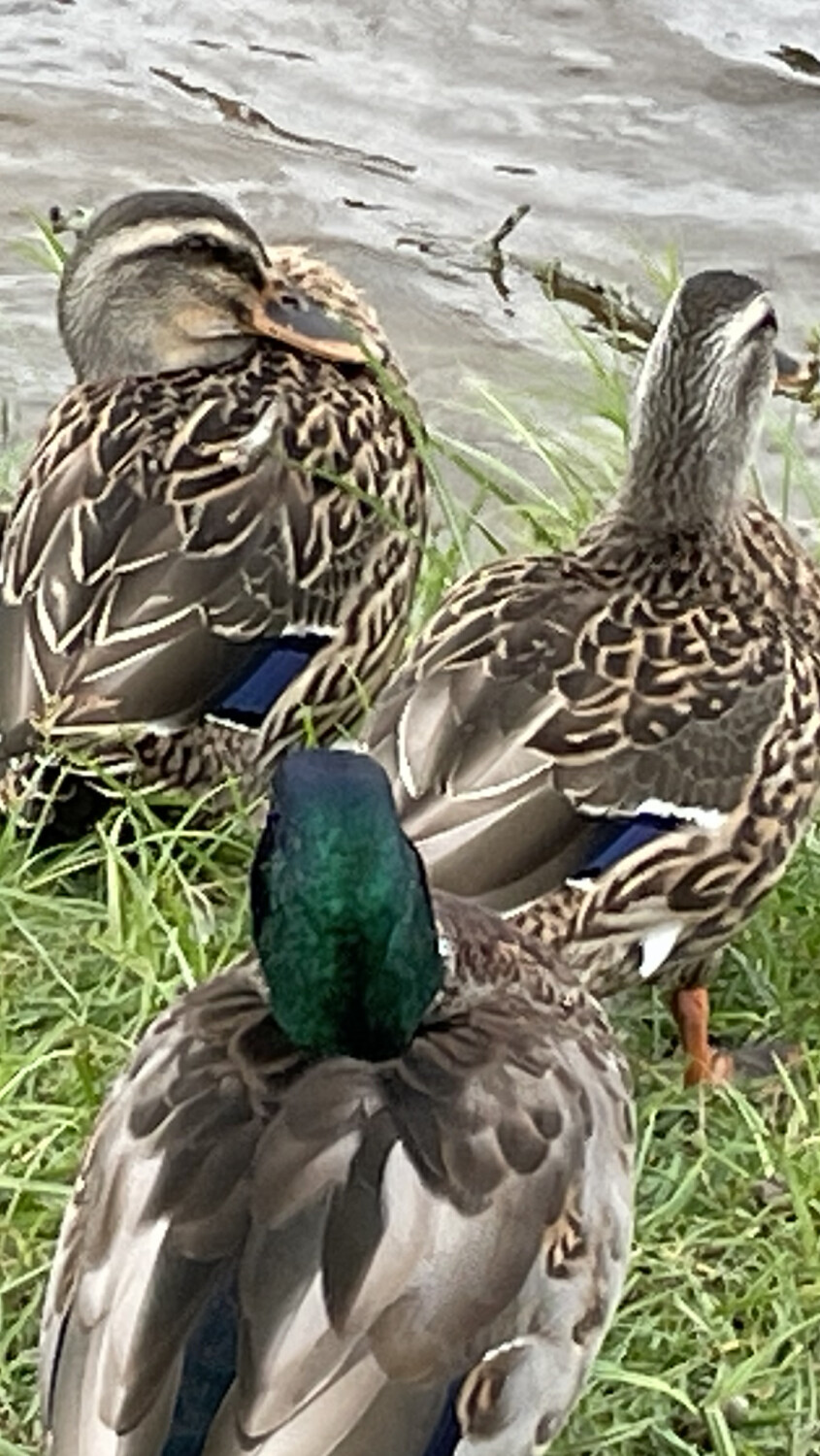 Mallard