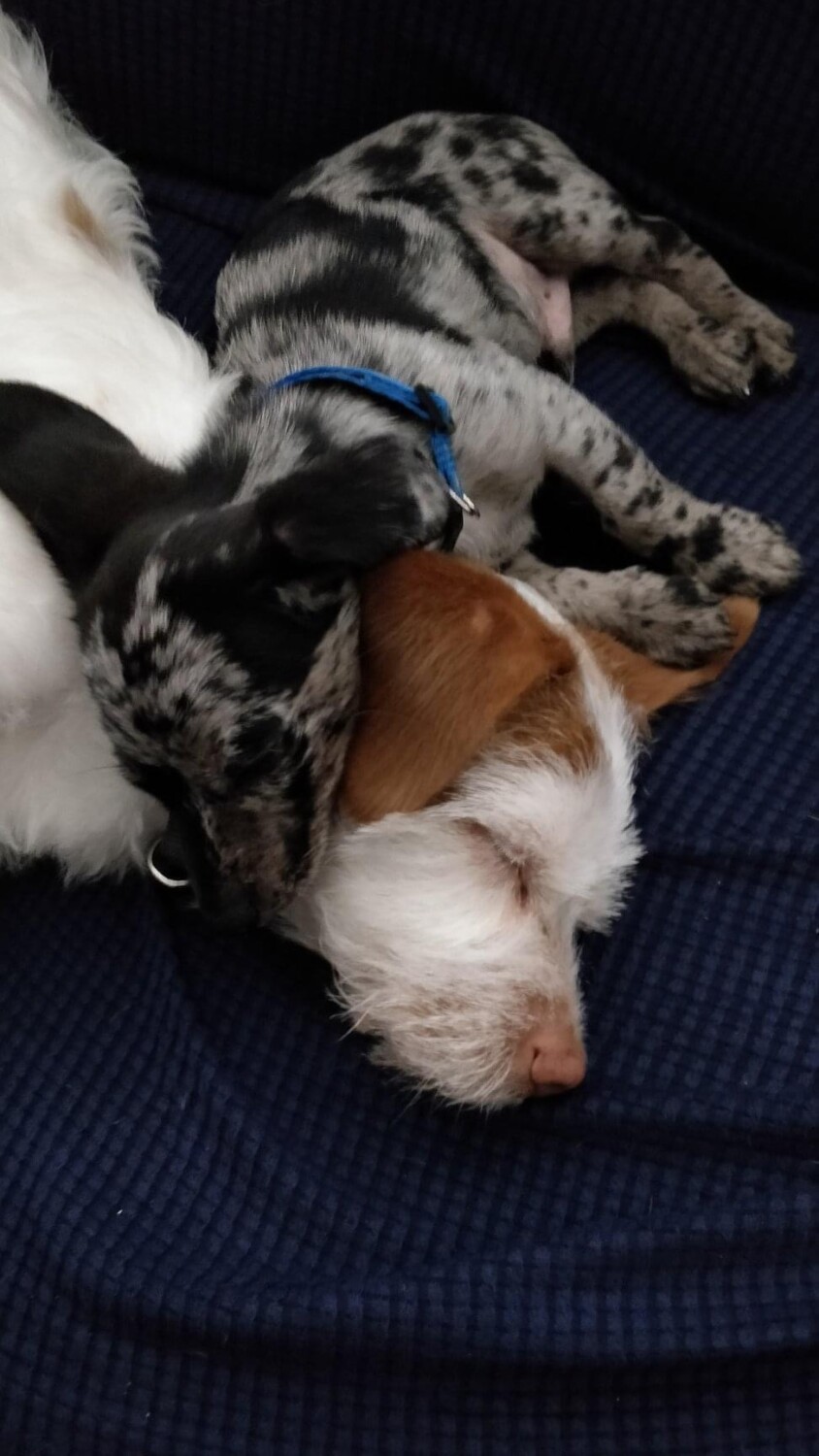 Baby Gus napping with Uncle Snoot