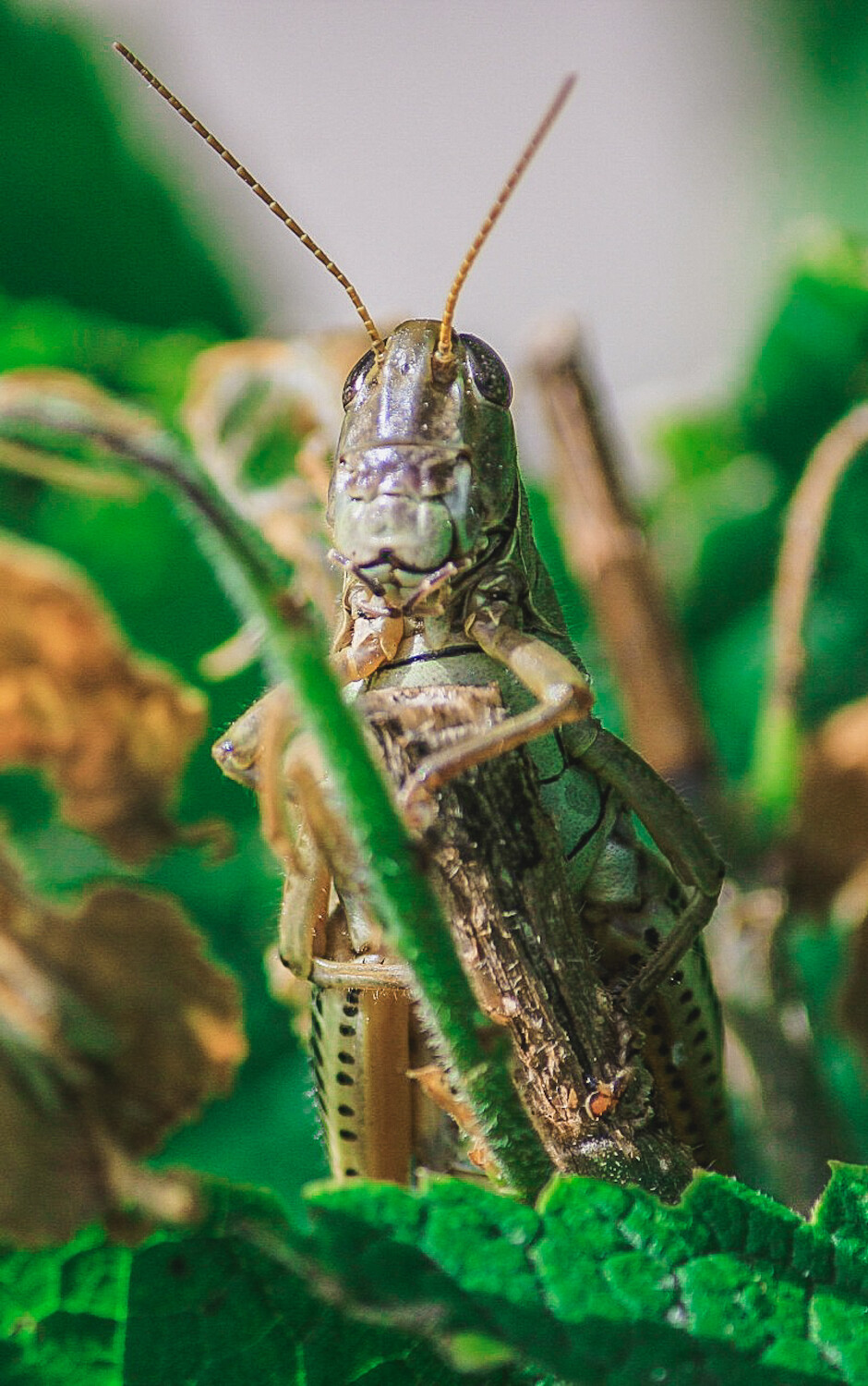 A grasshopper named Johnny