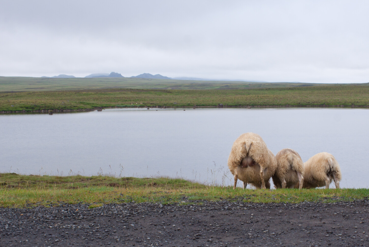 Icelandic sheep