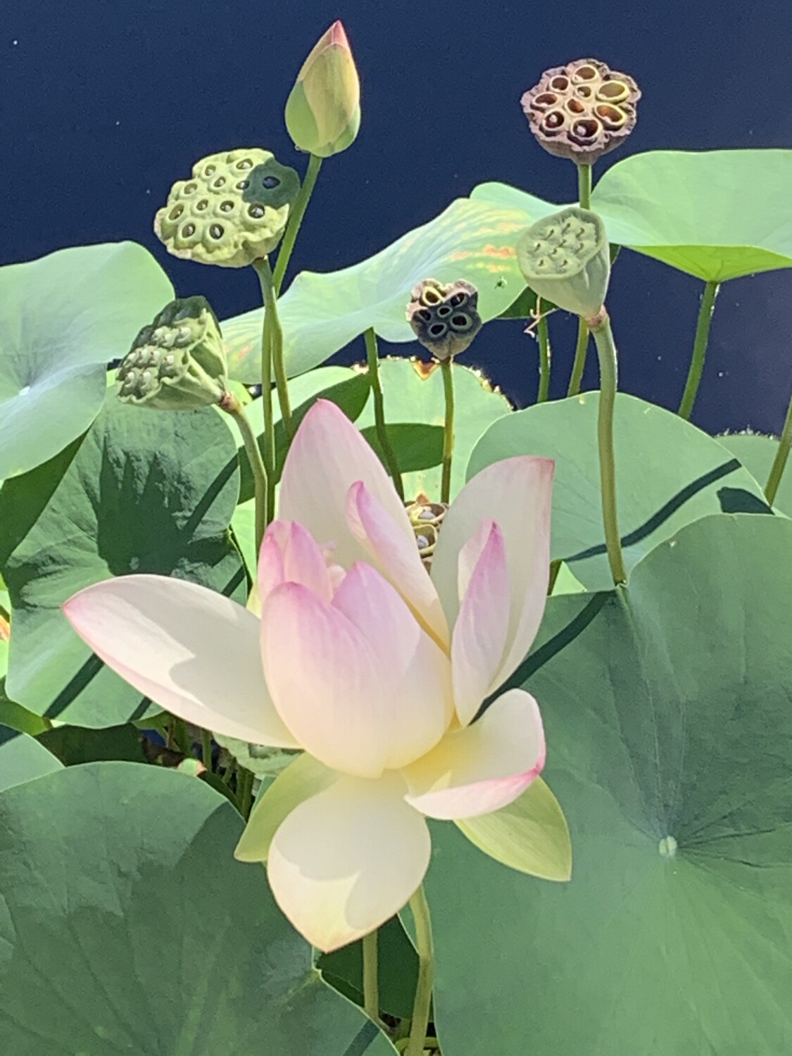 Summertime lily pads