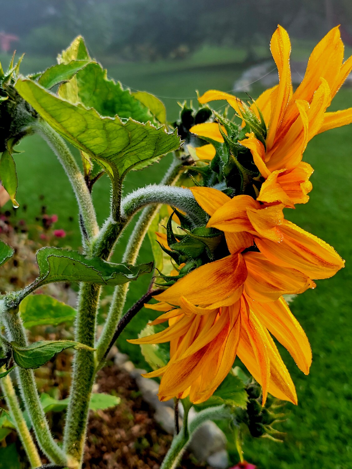 Sunflower in glory