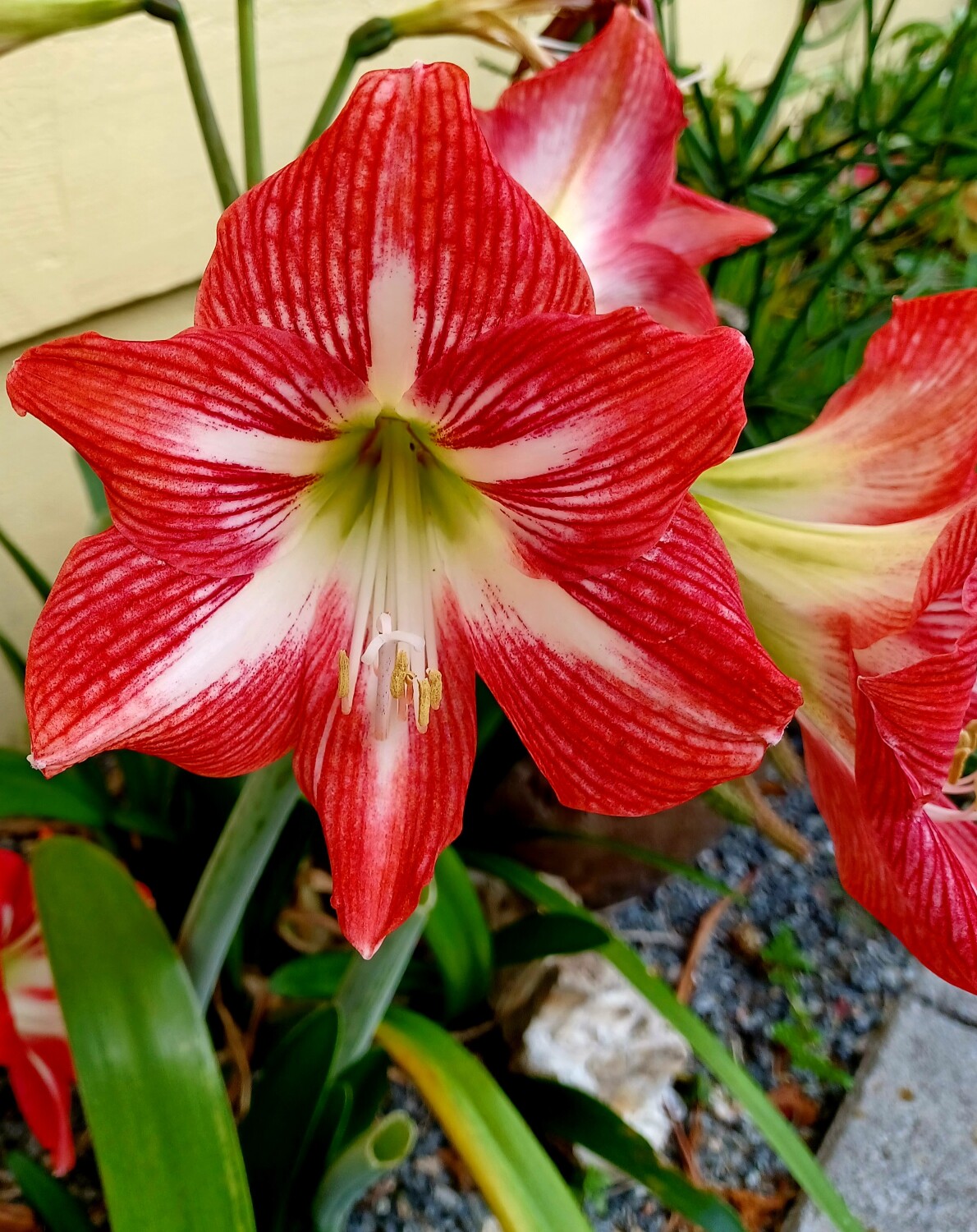 Chobee Easter Smiles