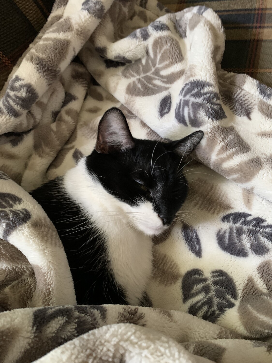 Willow resting after a day of play 💗🌸