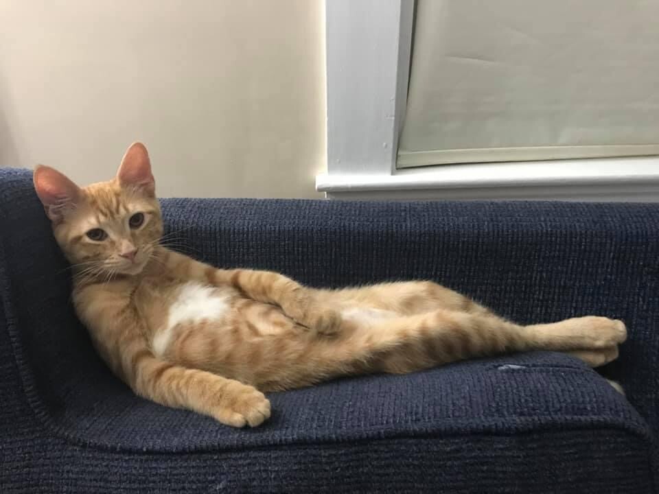 Lounging Kitten